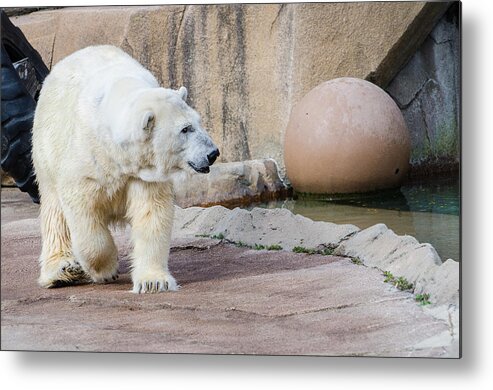 Polar Bear Metal Print featuring the photograph Polar Bear 2 by Susan McMenamin