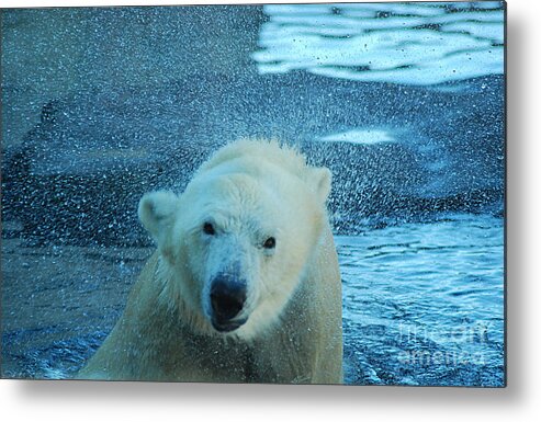 Polar Bear Metal Print featuring the photograph Polar Bear 20150117_166 by Tina Hopkins