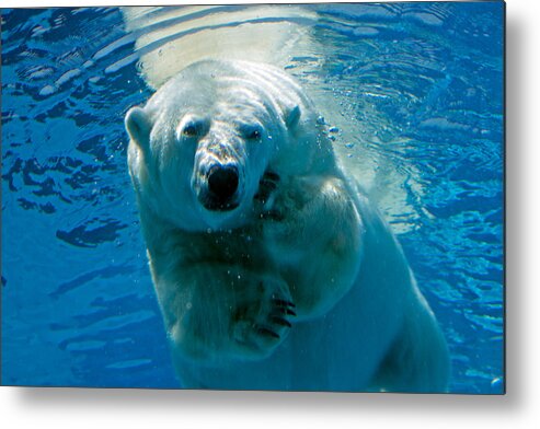 Polar Bear Metal Print featuring the photograph Polar Bear Contemplating Dinner by John Haldane