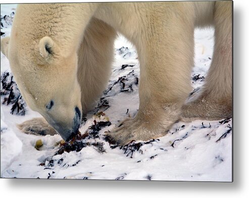 Polar Bear Metal Print featuring the photograph Polar Bear Feeding by Michelle Halsey