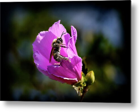 Bee Metal Print featuring the photograph Pollen Clad by Patricia Montgomery