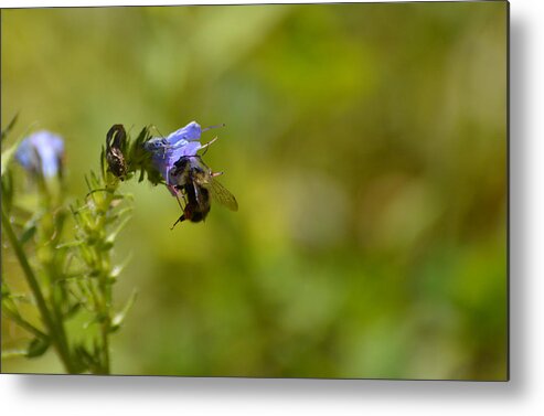 Abstract Metal Print featuring the photograph Pollinating Bee by Lyle Crump