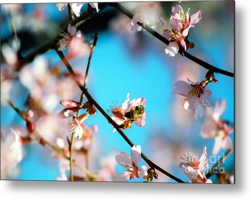 Floral Metal Print featuring the photograph Pollination 1.01 by Helena M Langley