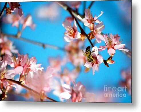 Floral Animal Wildlife Insect Metal Print featuring the photograph Pollination 1.13 by Helena M Langley