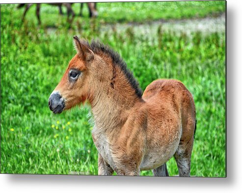 Nature Metal Print featuring the photograph Pony by Ingrid Dendievel