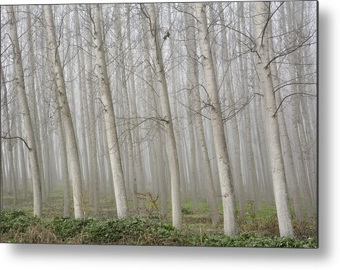 Poplars Metal Print featuring the photograph Poplars by Guido Montanes Castillo
