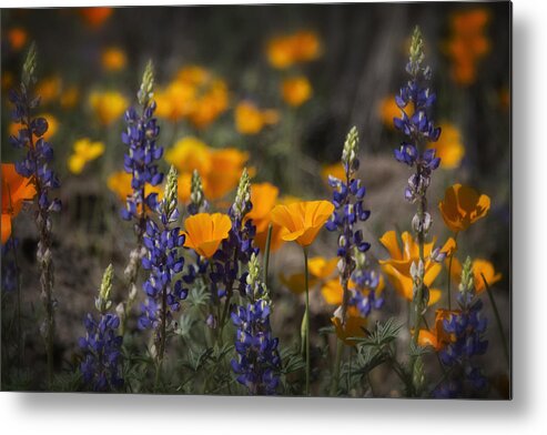 Wildflowers Metal Print featuring the photograph Poppies and Lupines by Saija Lehtonen