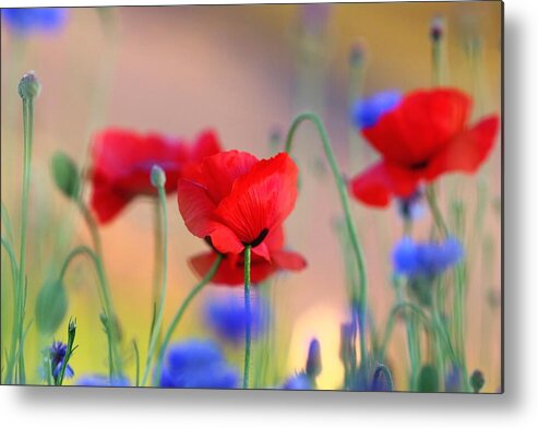 Poppies In Spring Metal Print featuring the photograph Poppies in spring by Lynn Hopwood