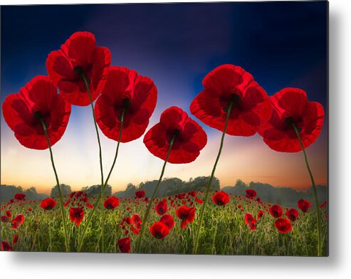 Appalachia Metal Print featuring the photograph Poppies on Fire by Debra and Dave Vanderlaan