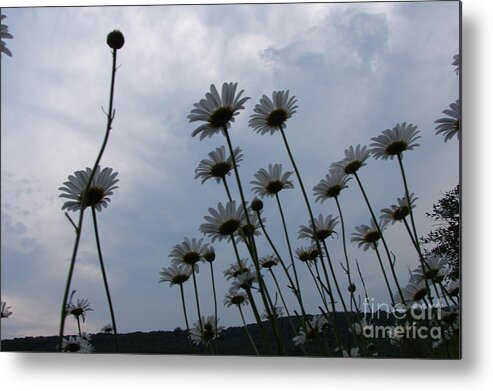 Daisy Metal Print featuring the photograph Poppin by Priscilla Richardson