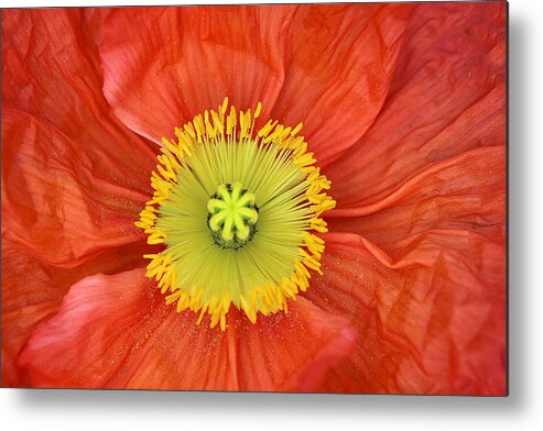 Poppy Metal Print featuring the photograph Poppy central by Vanessa Thomas