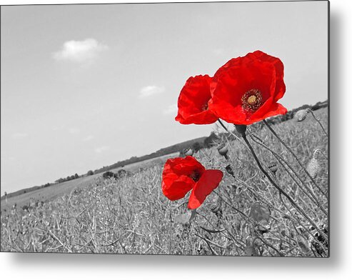 Poppy Field Metal Print featuring the photograph Poppy Fields 2 Black and White by Gill Billington
