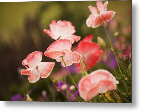 England Metal Print featuring the photograph Poppy by Gouzel -