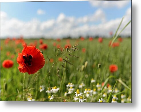 Landscape Metal Print featuring the photograph Poppy by Hartmut Knisel