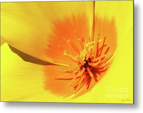 Flower Metal Print featuring the photograph Poppy Impact by Adam Morsa