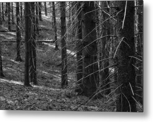 Hovind Metal Print featuring the photograph Porcupine Forest by Scott Hovind