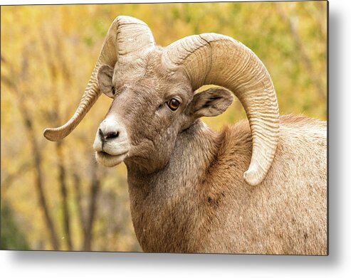 Bighorn Sheep Metal Print featuring the photograph Portrait of a Bighorn Sheep Ram in Fall Colors by Tony Hake