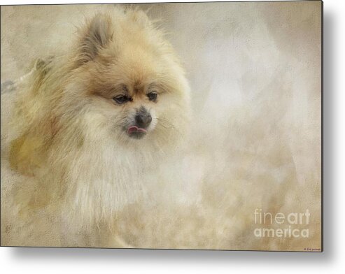 Pom Pom Metal Print featuring the photograph Portrait of a Cutie by Eva Lechner