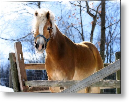 Horse Metal Print featuring the photograph Portrait of a Haflinger - Niko in Winter by Angela Rath