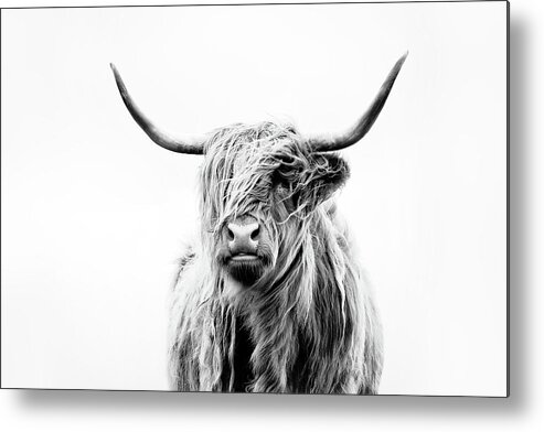 Animals Metal Print featuring the photograph Portrait Of A Highland Cow by Dorit Fuhg