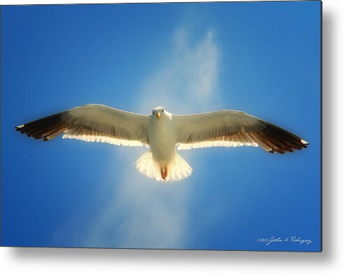 Seagull Metal Print featuring the photograph Portrait of a Seagull by John A Rodriguez