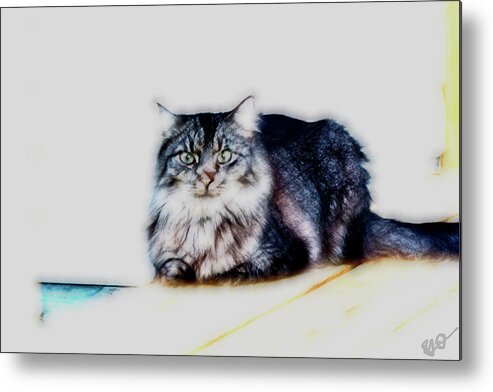 Maine Coon Metal Print featuring the photograph Portrait of Maine Coon, Mattie by Gina O'Brien