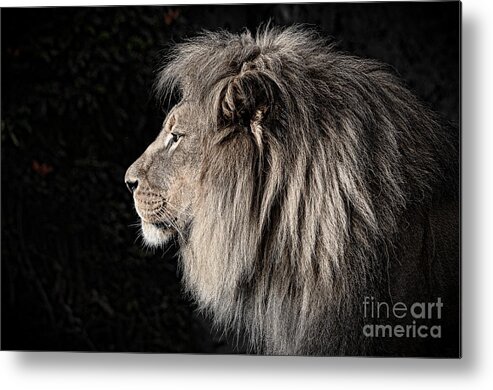Lion Metal Print featuring the photograph Portrait of the King of the Jungle II by Jim Fitzpatrick