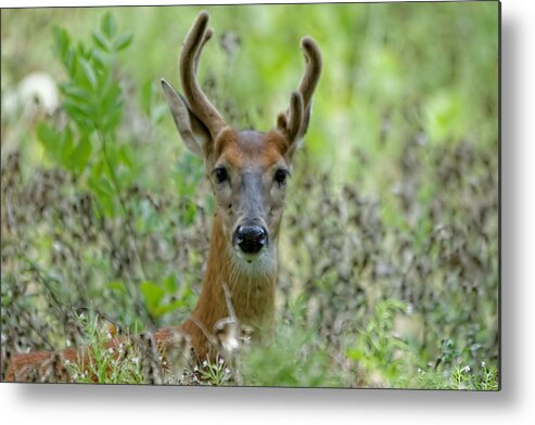 Deer Metal Print featuring the photograph Portriat of Male Deer by Peter Ponzio