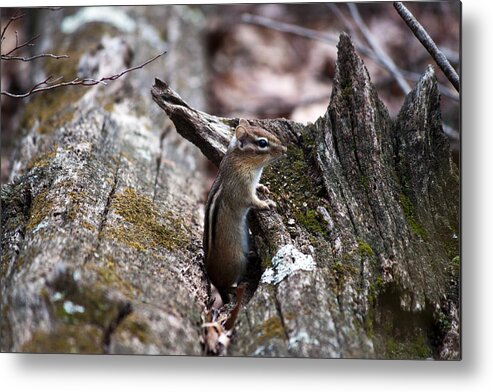 Wildlife Metal Print featuring the photograph Posing #2 by Jeff Severson