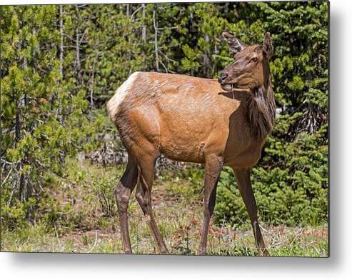Yellowstone National Park Metal Print featuring the photograph Posing Elk by Willie Harper