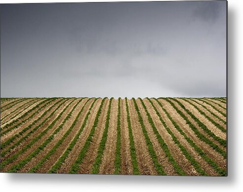 Agriculture Metal Print featuring the photograph Potato Field by John Short