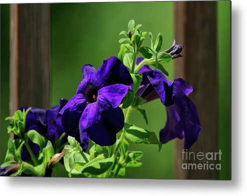 Petunia Metal Print featuring the photograph Potted Purple Petunia Plant On The Porch by Lois Bryan