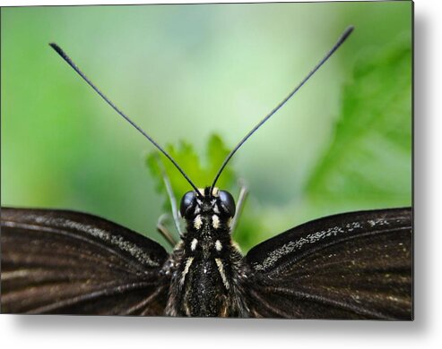 Macro Metal Print featuring the photograph P.o.v. by Dan Holm