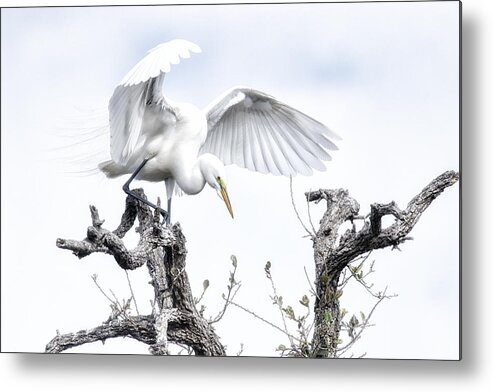 Crystal Yingling Metal Print featuring the photograph Pre-flight by Ghostwinds Photography