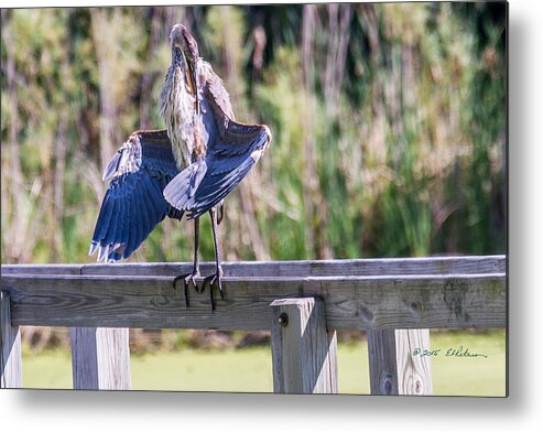 Great Blue Heron Metal Print featuring the photograph Preening Gret Blue Heron by Ed Peterson