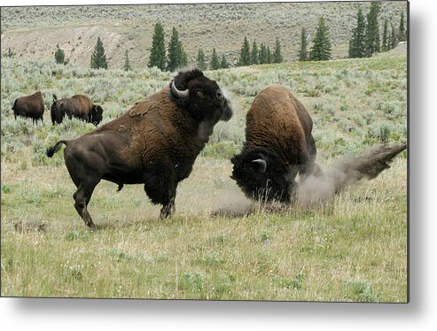Bison Metal Print featuring the photograph Preparing for Battle by Ronnie And Frances Howard