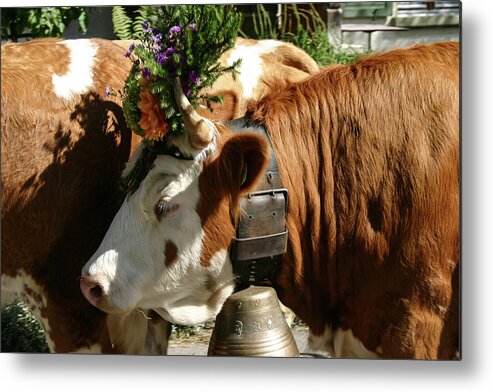 Swiss Cows Metal Print featuring the photograph Pretty Girl - by Julie Weber