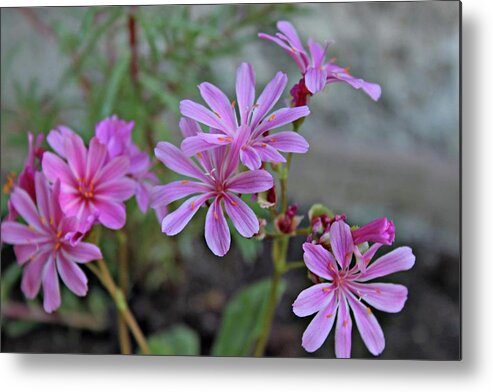 Tuscany Metal Print featuring the photograph Pretty in Pink by Jacci Freimond Rudling