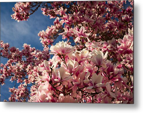 Pink Flowers Metal Print featuring the photograph Pretty in Pink by Kirkodd Photography Of New England