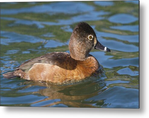 Mark Miller Photos Metal Print featuring the photograph Pretty Ring-necked Duck by Mark Miller