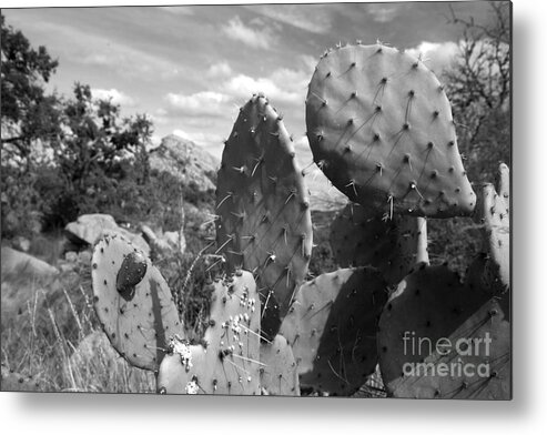 Enchanted Rock Is An Enormous Pink Granite Pluton Batholith Located In The Llano Uplift Approximately 17 Miles North Of Fredericksburg Metal Print featuring the photograph Prickly Pear at Enchanted Rock by Greg Kopriva