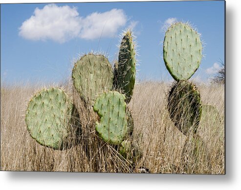 Mexico Metal Print featuring the photograph Prickly Pear Cacti in the grass. by Rob Huntley