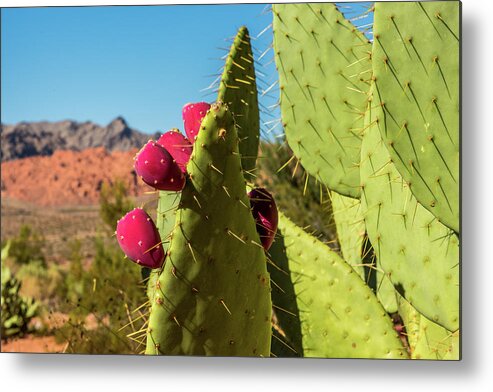 Prickly Pear Cactus Metal Print featuring the photograph Prickly Pear Cactus by Paul Freidlund