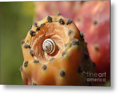 Prickly Pear; Plant; Plants; Cactus; Cacti; Fruit; Fruits; Opuntia Ficus-barbarica; Opuntia Ficus-indica; Green; Red; Pink; Spike; Spikes; Thorn; Thorns; Spine; Spines; Wild Metal Print featuring the photograph Prickly pear fruit with snail by George Atsametakis
