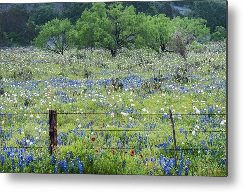 Cactus Metal Print featuring the photograph Private property -Wildflowers of Texas. by Usha Peddamatham