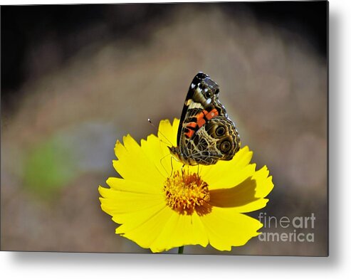 Butterfly Metal Print featuring the photograph Proper stance by Merle Grenz