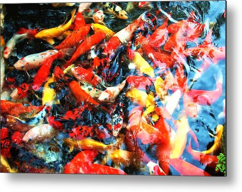 Carp Metal Print featuring the photograph Prosperity by HweeYen Ong