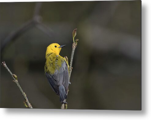 Canada Metal Print featuring the photograph Prothonotary Warbler 6 by Gary Hall