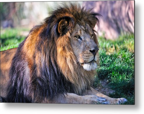 Proud Metal Print featuring the photograph Proud Lion by Tom Dowd