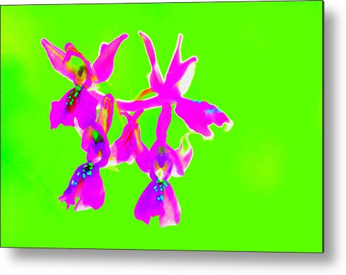 Flowers Metal Print featuring the photograph Green Provence Orchid by Richard Patmore